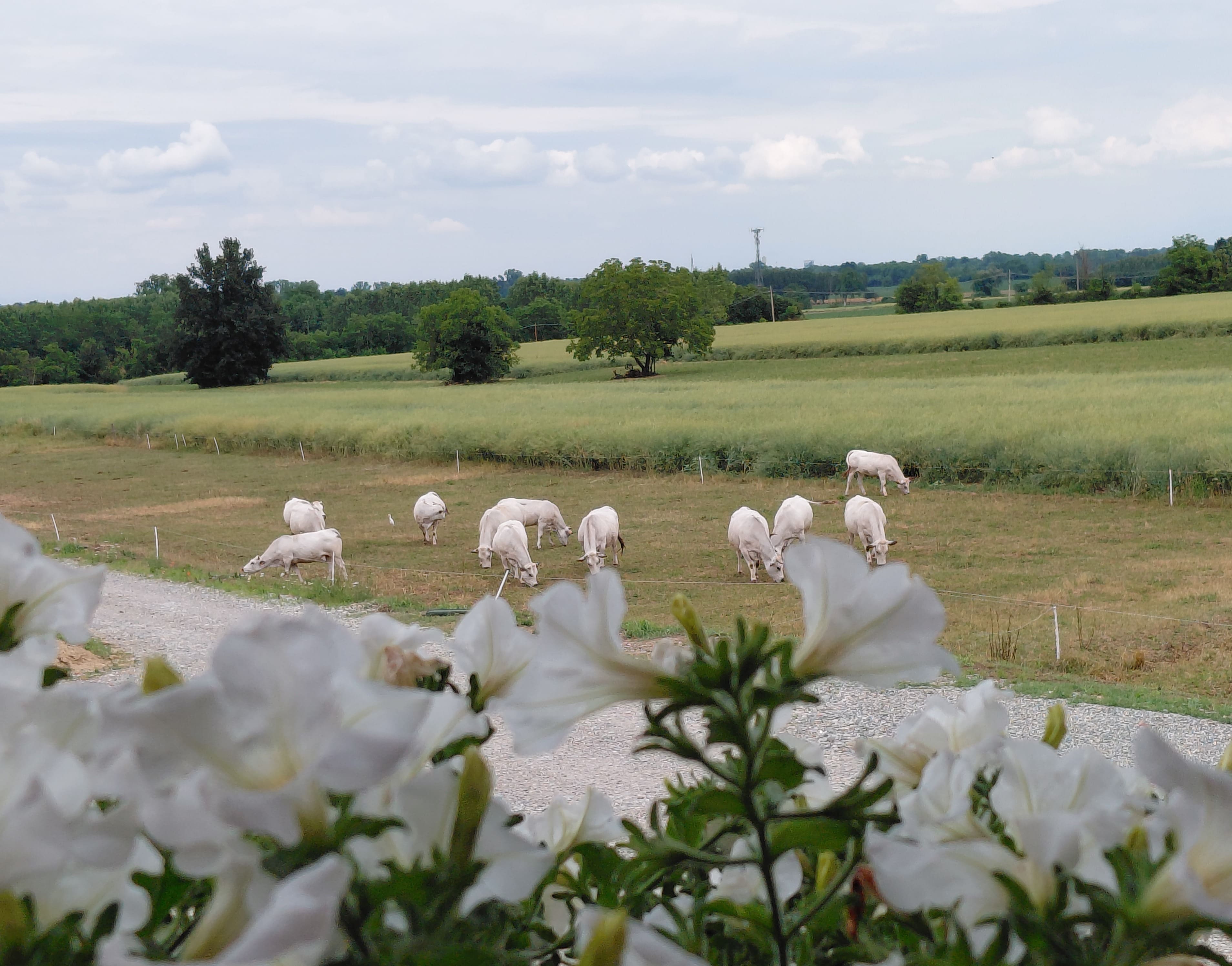 Vacche e Petunia